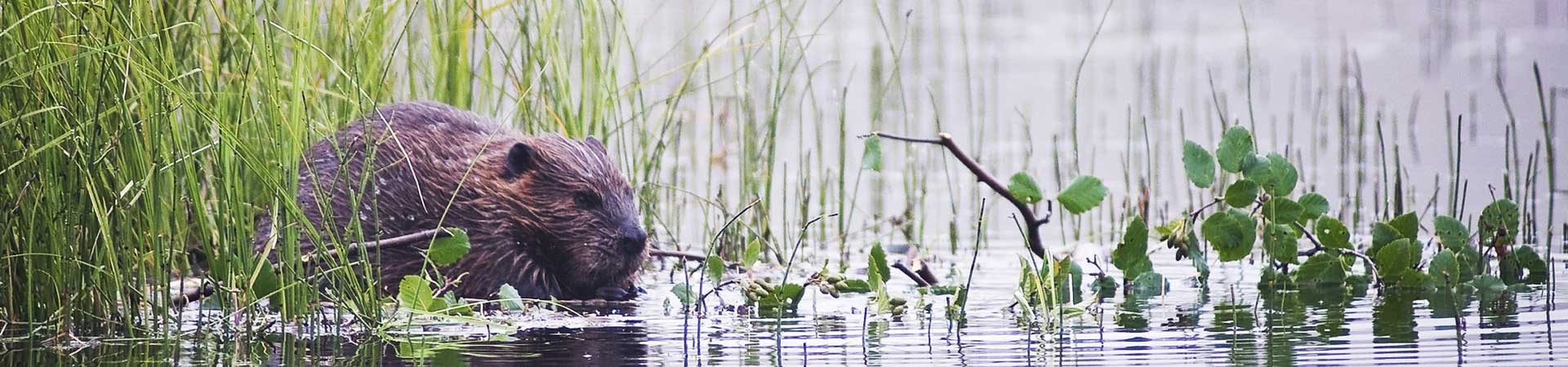 Beaver Control | Lookout Pest Control