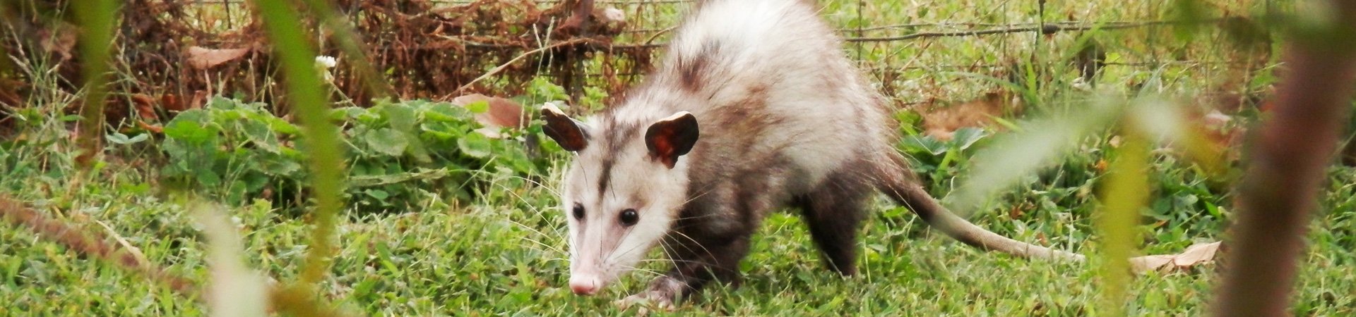 Opossum Control | Any Pest
