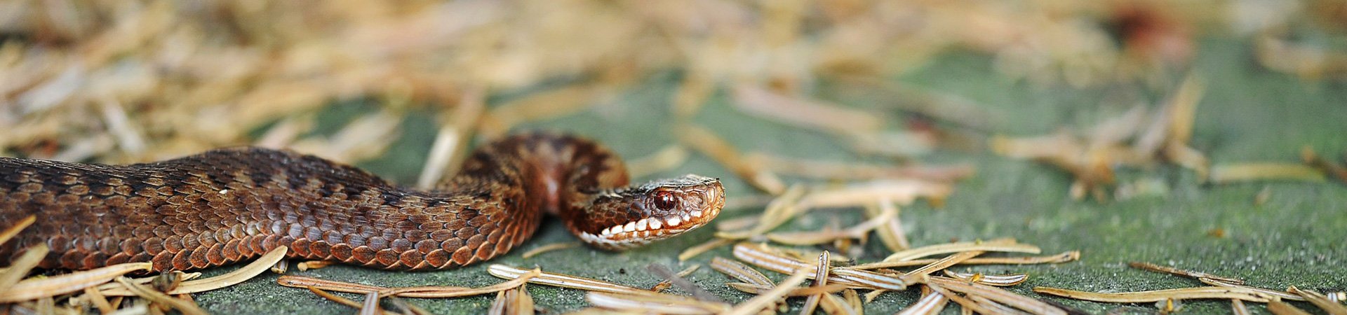 Snake Control | Any Pest
