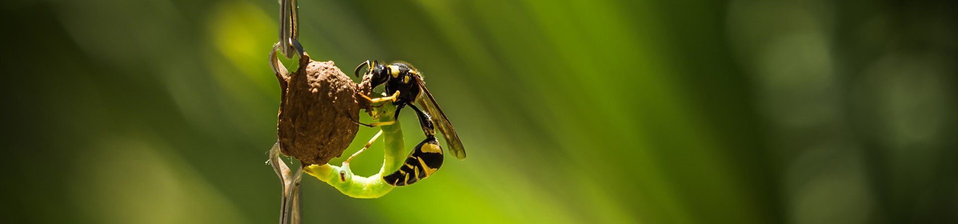 wasp control | Any Pest