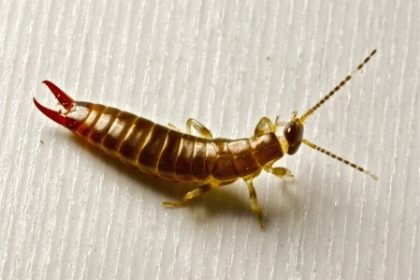 earwig Earwig | Any Pest Inc.