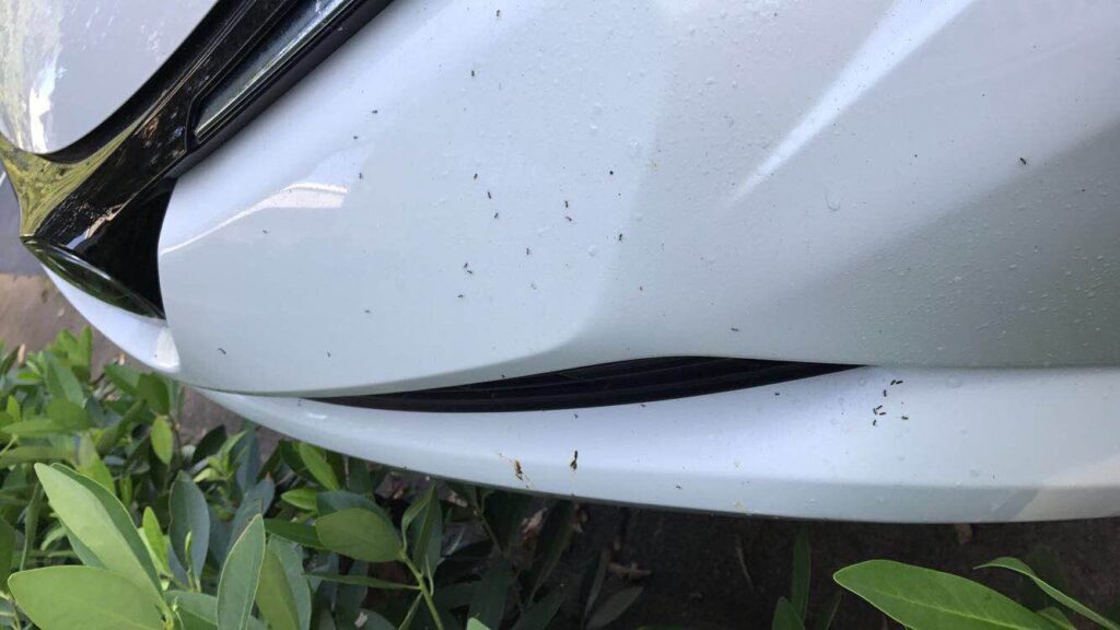 Ants in My Car | Lookout Pest Control