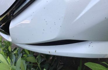 Ants in My Car | Any Pest Inc.