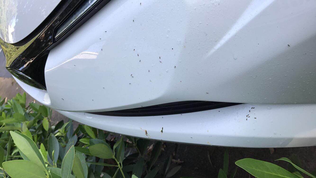 Help I Have Ants In My Car Ant Infestations Tips Any Pest Inc