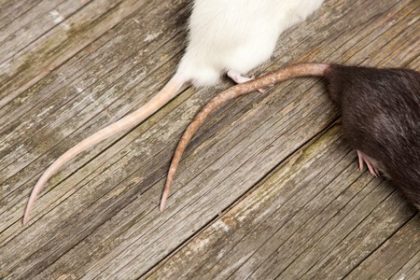 Fall Rodent Prevention Fall Rodent Prevention | Any Pest Inc.