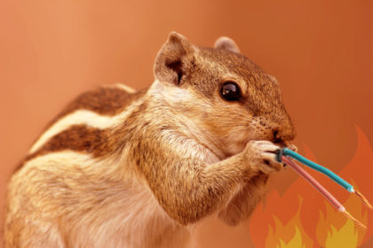 squirrel Squirrel Chewing Wire, Winter Pest Control Tips | Any Pest Inc.