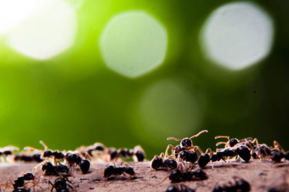 group of ant green background and bokeh light Group of Fire Ants Common Spring Pests | Any Pest