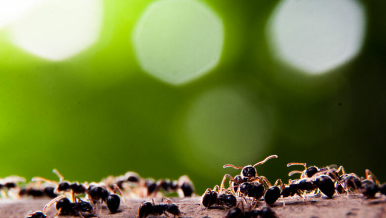 Group of Fire Ants Common Spring Pests | Any Pest