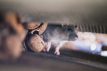 Roof Rat | Rodent Pest Control | Any Pest