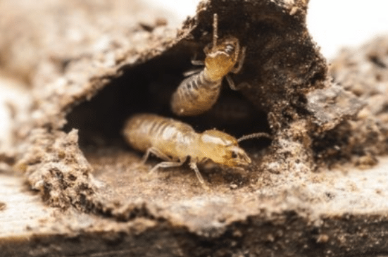 Why Winter is the Ideal Time for Termite Treatment