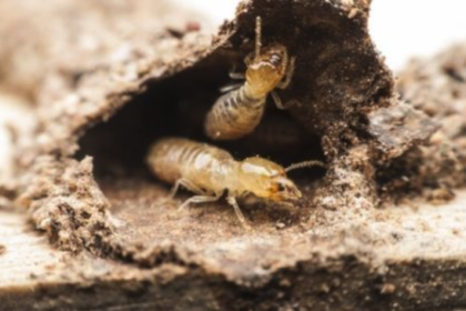 TermiteControl.AnyPest Winter Termite Treatment | Any Pest