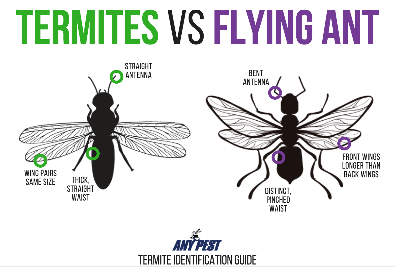 Termites vs Flying Ants Infographic | Any Pest