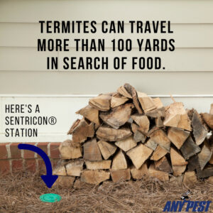 Termite Control | Lookout Pest Control