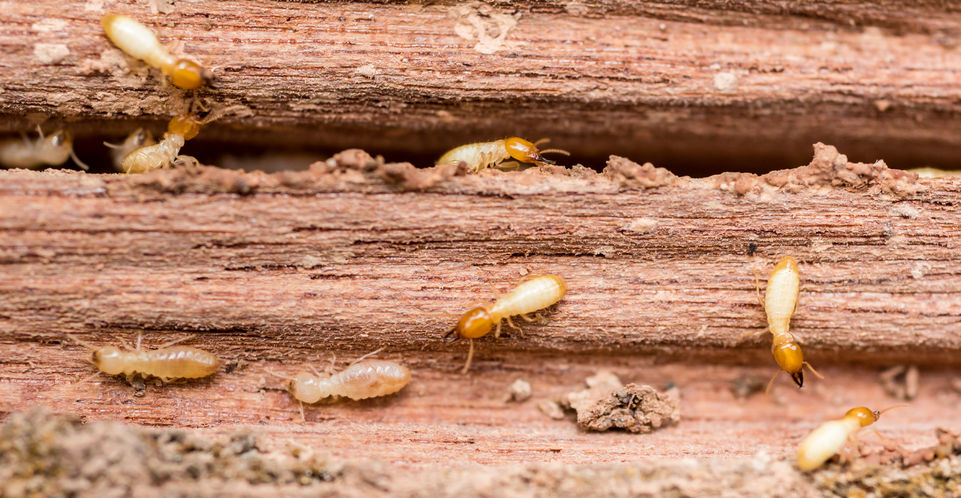 Termite Damage | Any Pest Inc.