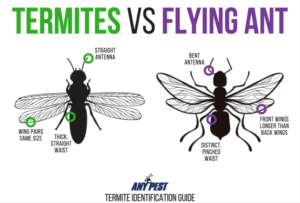 Termites vs Flying Ants Infographic | Lookout Pest Control