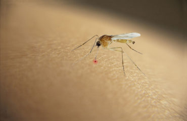 Mosquito Bite Itch | Any Pest Inc.