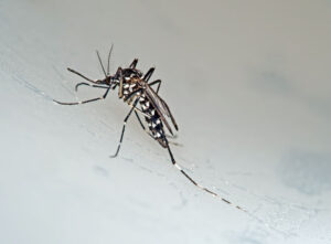 Asian Tiger Mosquito Any Pest