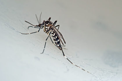 tiger mosquito Asian Tiger Mosquito Any Pest