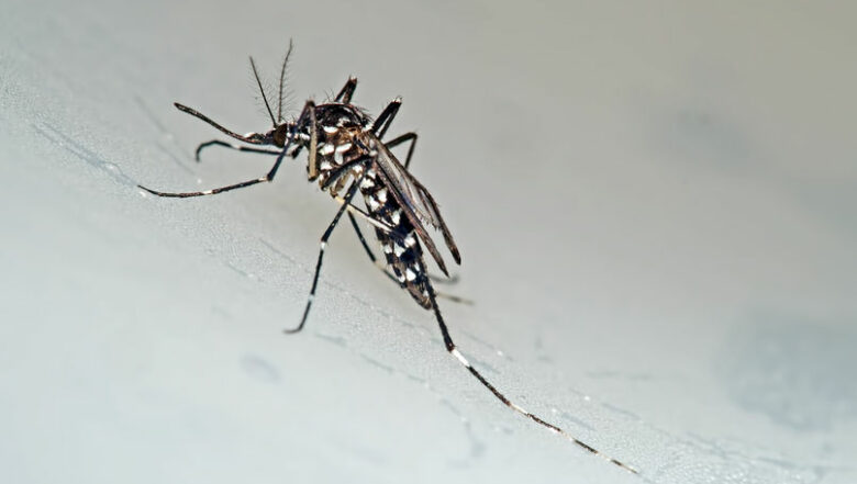 Asian Tiger Mosquito Any Pest