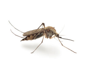 Culex House Mosquito Any Pest