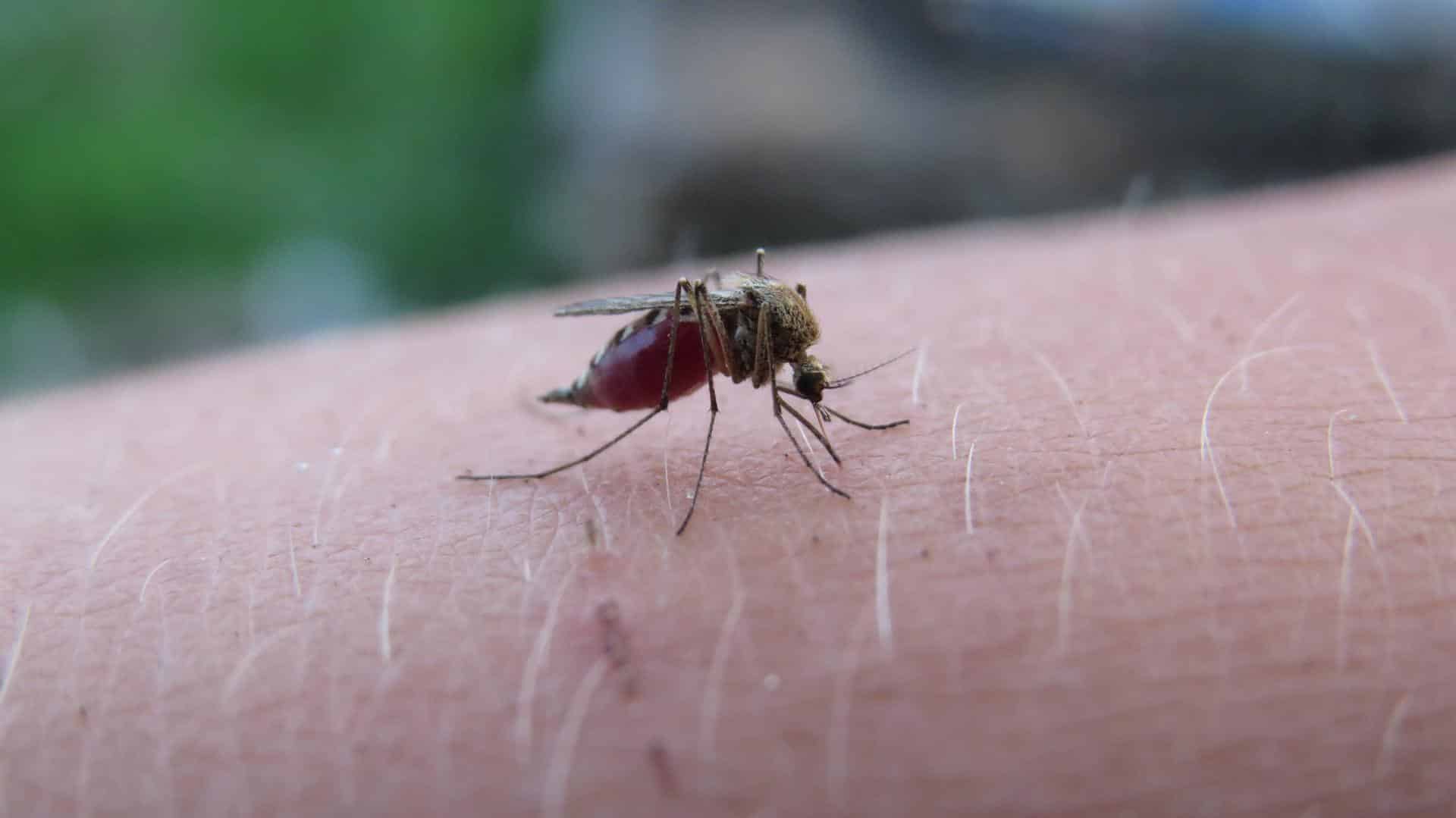 10 Easy Ways To Stop Mosquito Bites From Itching Lookout Pest Control