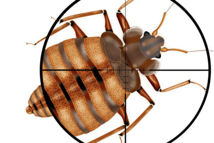 35277951 – kill insect, gun,target, Close Up of What Bed Bugs Look Like | Any Pest Inc.