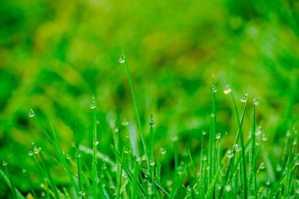 SummerPestsAfterRainAnyPest-1 Pests After Rain | Any Pest Inc.