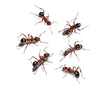 Ants | Any pest Inc