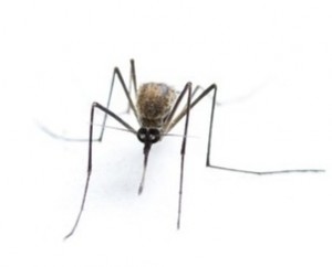 mosquito control | Lookout Pest Control Inc