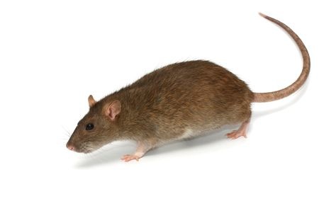 Roof Rat Control | Lookout Pest Control