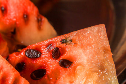 How to Get Rid of Fruit Flies