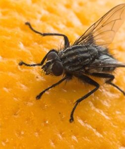 How to Get Rid of Fruit Flies | Any Pest Inc.