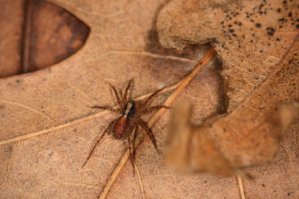 Young Wolf Spider Wolf Spider | Fall Pest Control for Spiders