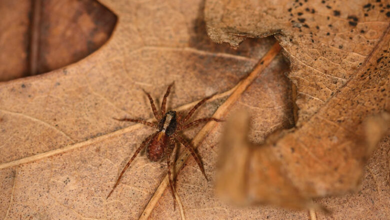 Wolf Spider | Fall Pest Control for Spiders