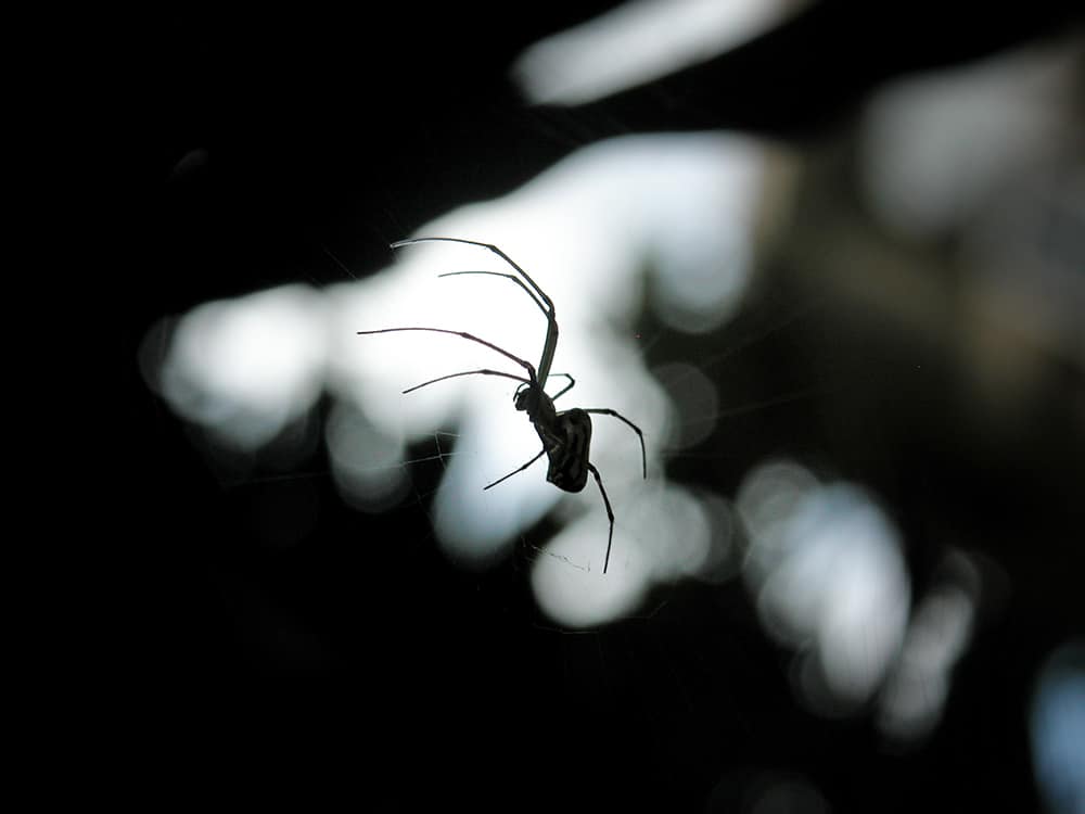 Spiders Good or Bad | Lookout Pest Control