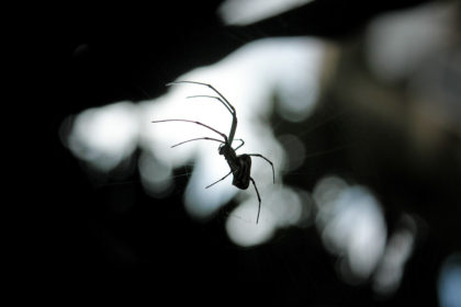 SpiderAnyPest Spiders Good or Bad | Any Pest