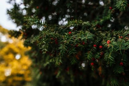 berries-blur-bokeh-1566584-1024×683 Holiday Pest Control Tips | Any Pest