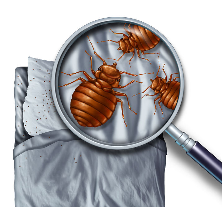 The Importance of Preventative Pest Control For Your Home or Rental Property