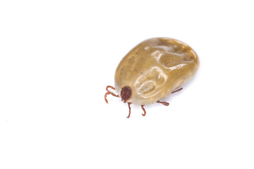 Can Fleas Infest My Home During Winter?