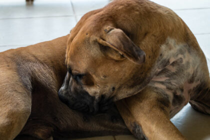 91421439_s Get Rid of Fleas on Dog | Any Pest