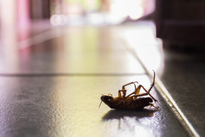 AnyPestCockroachInfestation Any Pest Cockroach Infestation | Any Pest