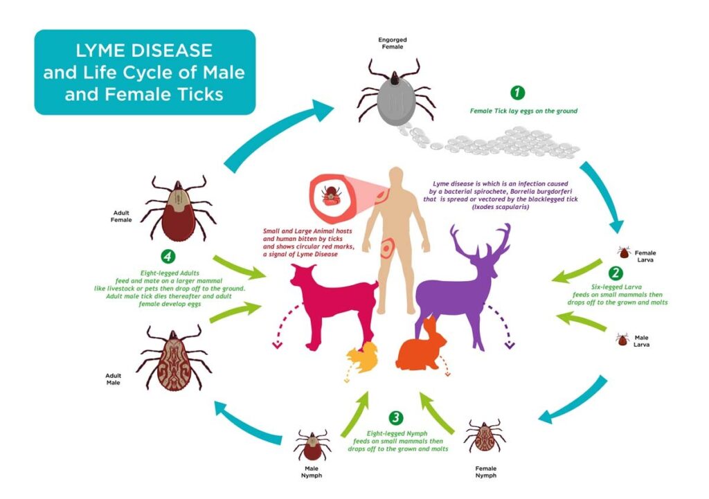 Ticks in Georgia Life Cycle | Any Pest