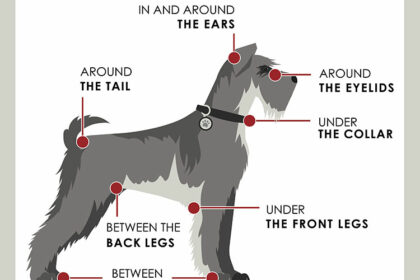 Graphic-Where-to-check-your-pet-for-ticks Ticks in Georgia on Pets | Any Pests