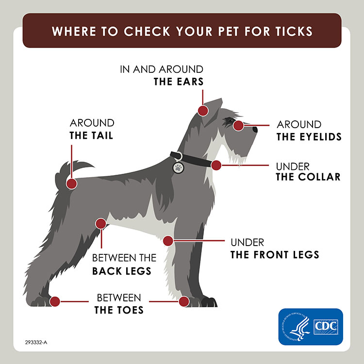 Ticks in Georgia on Pets | Any Pests