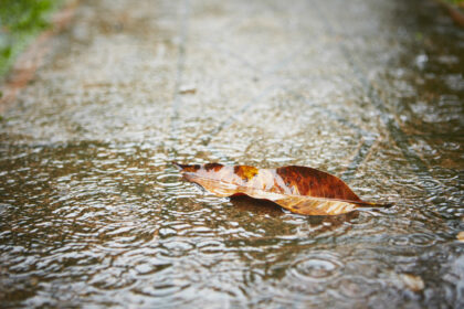 Keeping Insects Out After The Rain | Any Pest Inc