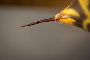 Yellow Jacket Stinger | Any Pest 
