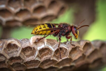 Yellow Jacket In Georgia | Any Pest