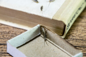 Silverfish Bugs Feeding On Paper | Any Pest 
