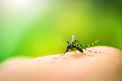 Mosquito Control Service | Any Pest