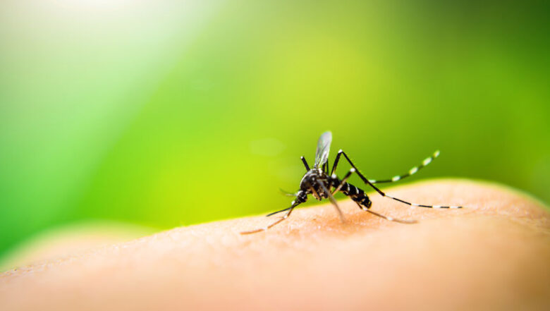 Mosquito Control Service | Any Pest